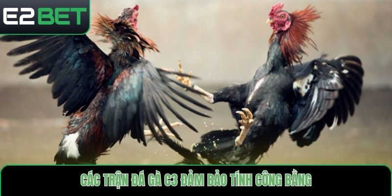 Các trận đá gà C3 đảm bảo tính công bằng