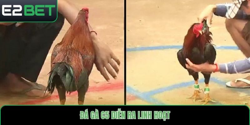Đá gà C5 diễn ra linh hoạt