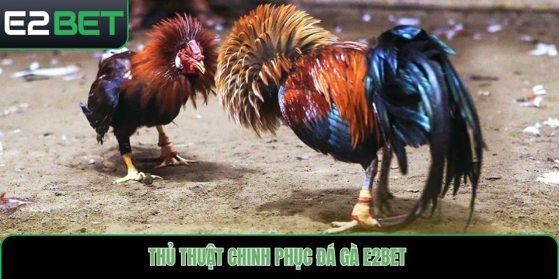 Đá gà E2bet